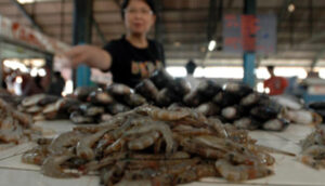 11 Ton Udang dari Gorontalo Siap Diekspor ke Jepang