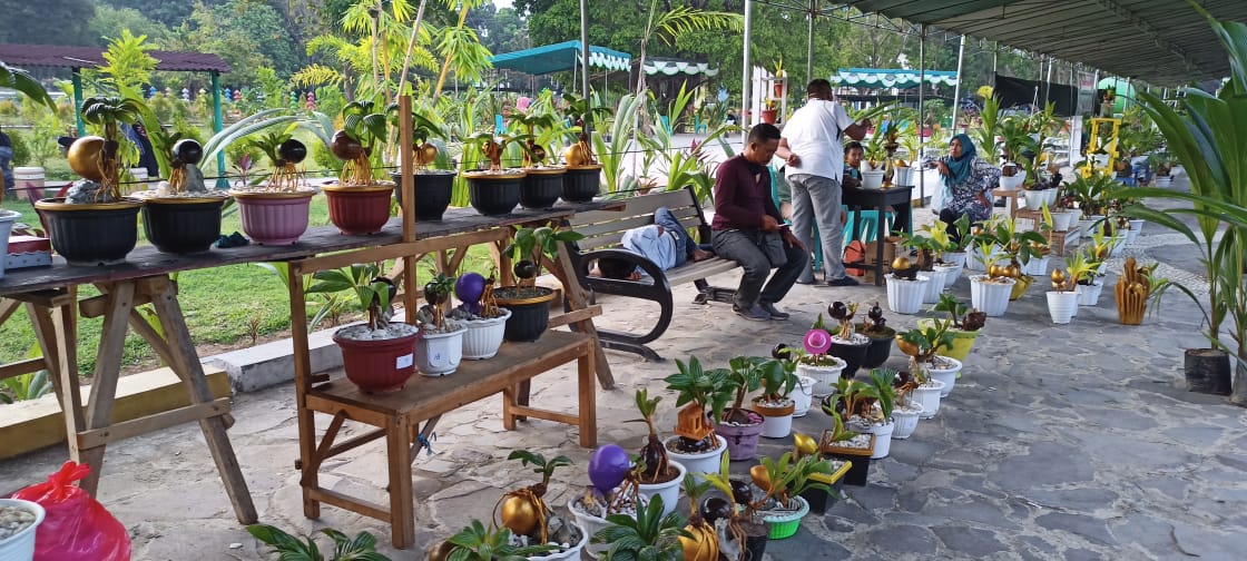 Bonsai Kelapa