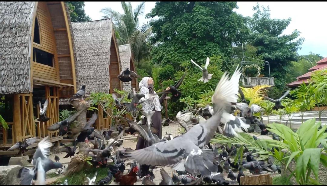 Burung Merpati