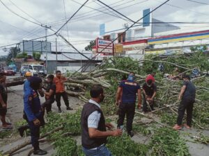 Pohon Tumbang 2