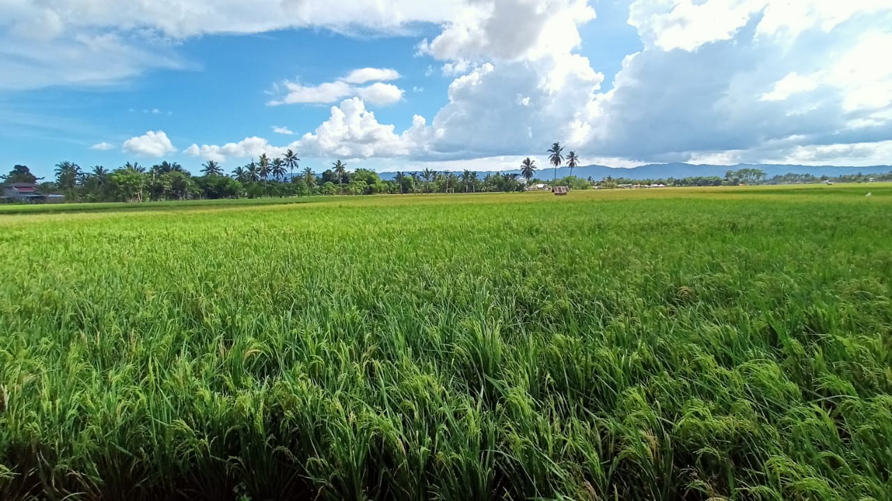 Hamparan Lahan Sawah yang ada di Kecamatan Limboto, Kabupaten Gorontalo