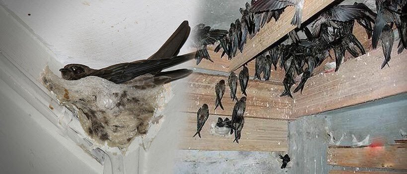 Ini Tanggapan Pelaku Usaha Burung Walet di Kabgor Soal Pajak Usaha