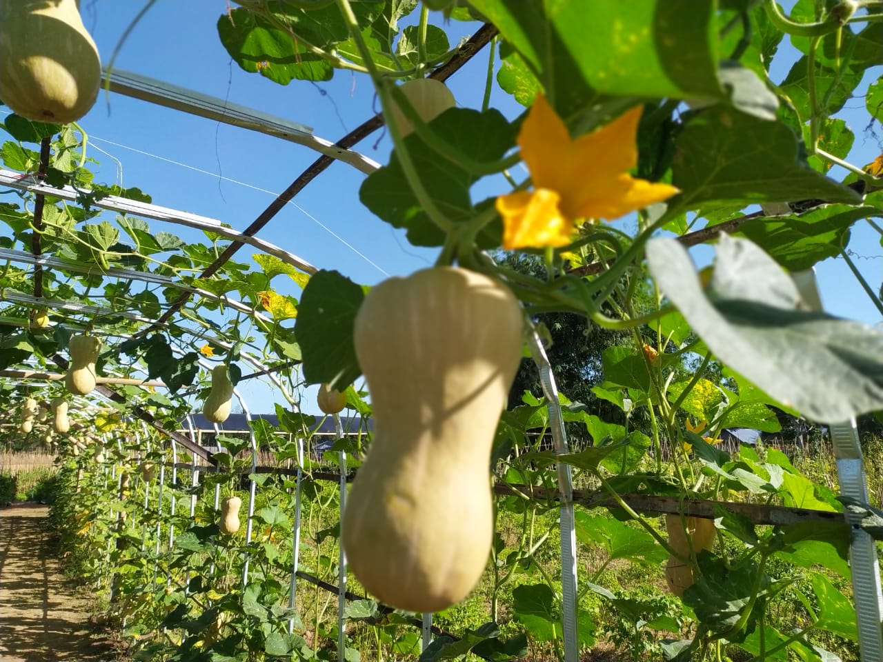 Buah Labu Madu
