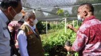 Budidaya Durian Sangat Prospektif dan Menjanjikan