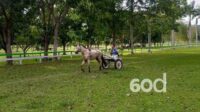 Warga Nantikan Izin Pacuan Kuda dan Karapan Sapi di Limboto Barat