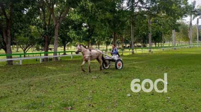 Warga Nantikan Izin Pacuan Kuda dan Karapan Sapi di Limboto Barat