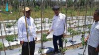 Buah dari Upaya Germas Batari yang Digalakkan Pemprov Gorontalo Mulai Dituai