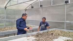 Ridwan Monoarfa Dorong Masyarakat Gorontalo Bertani Nilam