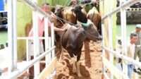 Ratusan Ekor Sapi dari Gorontalo Dikirim ke Kalimantan, Berikut Rinciannya