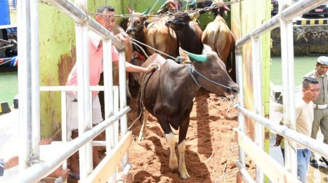 Ratusan Ekor Sapi dari Gorontalo Dikirim ke Kalimantan, Berikut Rinciannya