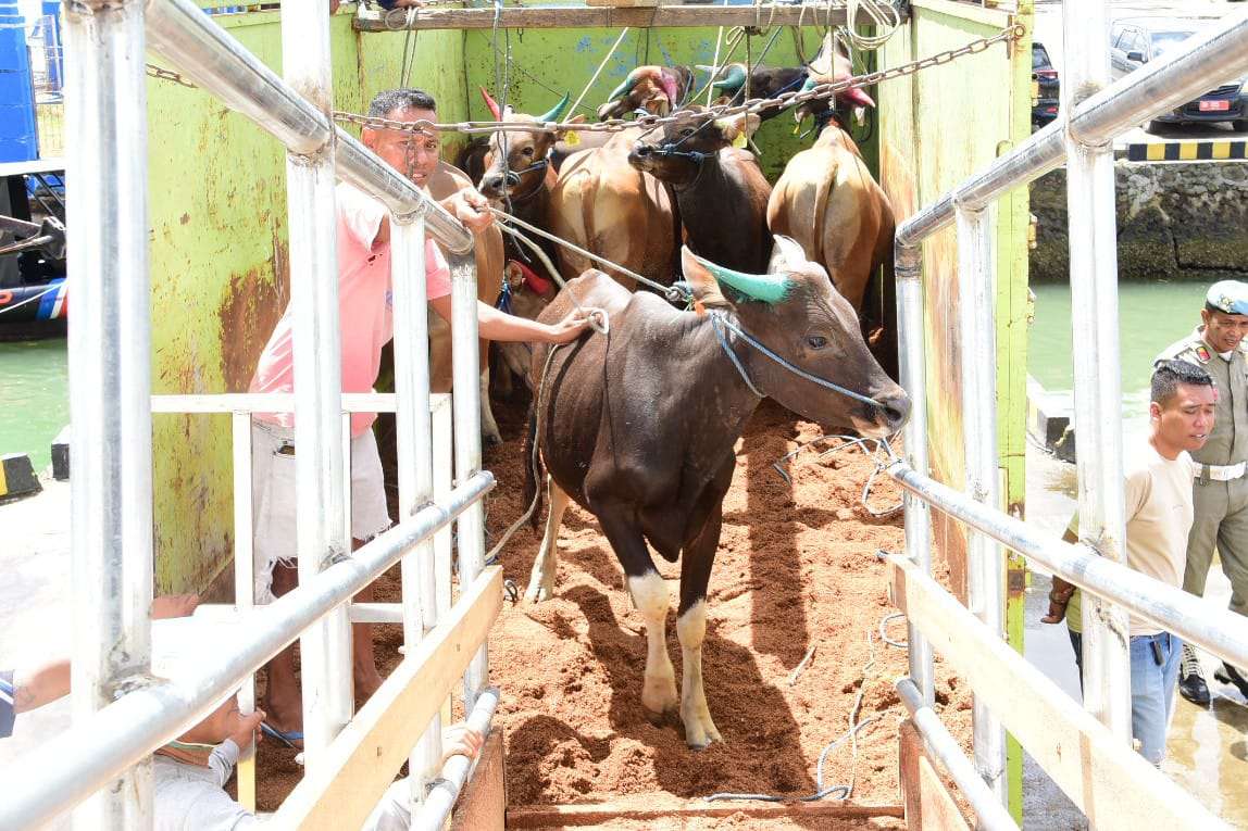 Ratusan Ekor Sapi dari Gorontalo Dikirim ke Kalimantan, Berikut Rinciannya