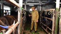 Kurun Waktu 6 Bulan, Gorontalo Mengapalkan 3000 Sapi ke Kaltim dan Kaltara dengan Nilai Rp53 Miliar
