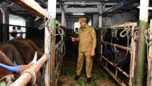 Kurun Waktu 6 Bulan, Gorontalo Mengapalkan 3000 Sapi ke Kaltim dan Kaltara dengan Nilai Rp53 Miliar