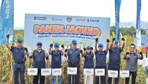 Produktivitas Jagung Maros Melonjak, Agrosolution Pupuk Kaltim Catat Kenaikan 140 Persen