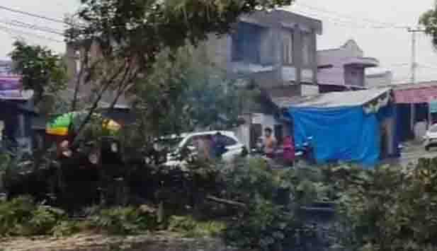 Gercep, BPBD dan Lurah Tangani Pohon Tumbang di Jalan Sam Ratulangi