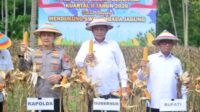 Gorontalo Kejar Target Swasembada, Luas Tanam Jagung Terus di Tingkatkan