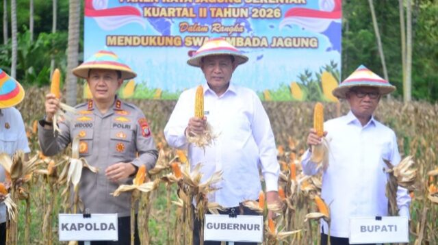 Gorontalo Kejar Target Swasembada, Luas Tanam Jagung Terus di Tingkatkan