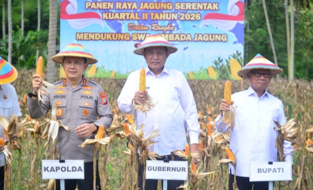 Gorontalo Kejar Target Swasembada, Luas Tanam Jagung Terus di Tingkatkan